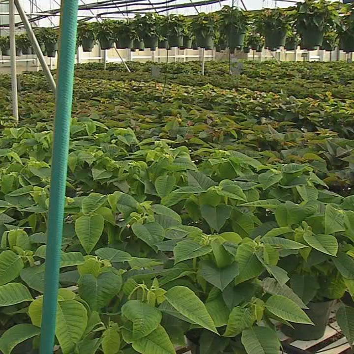 Country Corner Greenhouse 10.jpg